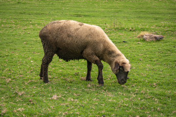 young sheep grazing in the field