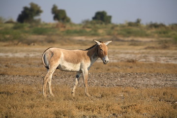 Naklejka na ściany i meble Wild Ass, Equus hemionus at little Rann of Kuchh, Gujrat, India. 