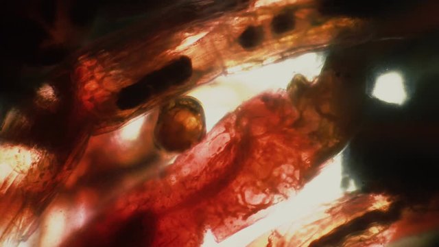 Orange worms in a drop of water under a microscope. The theme of micro biology and scientific microscopy. Water from the pond with a worm is a mosquito larvae. Larvae are used in fishing.