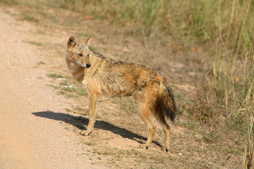 Golden Jackal, Canis aureus, at Kanha National Park, Madhya Pradesh, India.