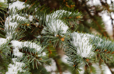 Snow on a pine branch