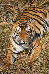Fototapeta na wymiar Female tiger, Panthera tigris, resting at Kanha National Park, Madhya Pradesh, India.