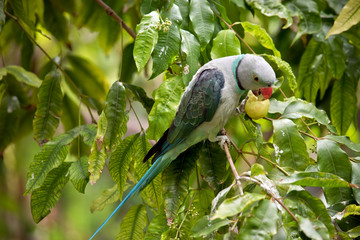 this is a side view of a malabar parakeet eating