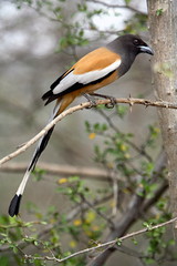 Rufous Treepie (Dendrocitta vagabunda) is an Asian treepie, a member of the Corvidae (crow) family, Rajasthan, India.