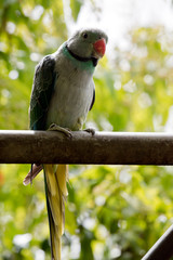 the malabar pigeon is perched in a tree