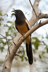 Rufous Treepie (Dendrocitta vagabunda) is an Asian treepie, a member of the Corvidae (crow) family, India.