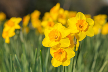 Osterglocken. Narzissen.