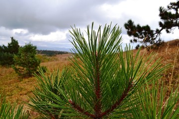 Green pine on a background of yellow grass, mountains and sky with gray clouds.