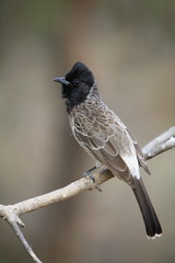 Red-vented Bulbul (Pycnonotus cafer) is a member of the bulbul family of passerine birds. Most commonly found in India, Ranthambhore, Rajasthan