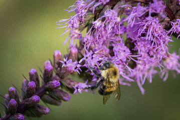 Bee on Liatris Flower