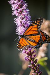 Monarch Butterfly with open wings
