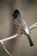 Red-vented Bulbul (Pycnonotus cafer) is a member of the bulbul family of passerine birds. Most commonly found in India