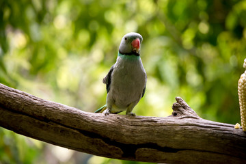 the malabar parakeet is perched in a tree