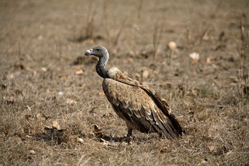 Obraz na płótnie Canvas Long-billed Vulture (Gyps indicus) is a typical vulture, with a bald head, very broad wings and short tail at Bandhavgarh National park, Madhya Pradesh, India