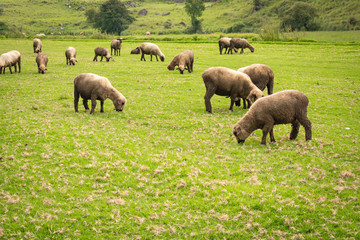 Fototapeta na wymiar several sheep in the field