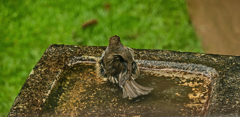OLYMPUS DIGITAL CAMERA BIRD BATH
