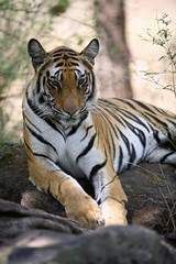 Tigress (Panthera tigris) is a mammal of the Felidae family, at Bandhavgarh National park, Madhya Pradesh, India
