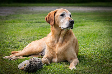 Friendly Yellow Lab Lying Down