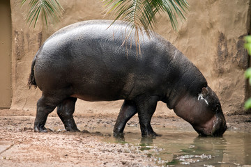 the pygmy hippo is drinking water