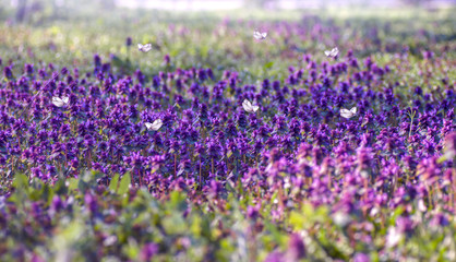 Obraz premium lilac flowers in the spring meadow, butterflies fly over flowers, spring background