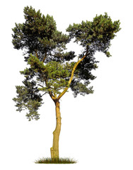 Pine tree silhouette close up on white background. The photo was taken by combining five high-quality frames.