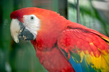 this is a close up of a red-and-green macaw
