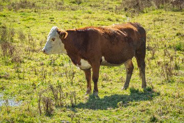 Hereford cow resting in the field.