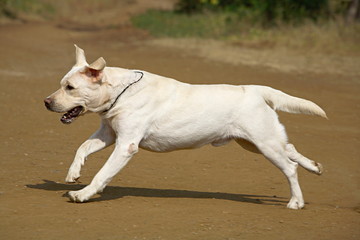 Pet Labrador, Male