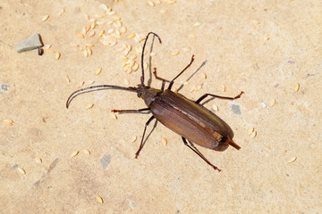 Beetle bark beetle. Imago of an insect. Beetle with long antenna
