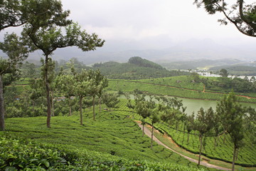 Fototapeta na wymiar Tea Plantation, Munnar, Kerala, India