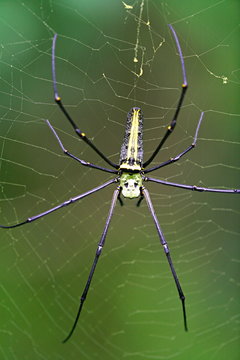 Giant Wood spiders (nephila maculata), Female 