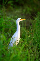 Cattle Egret (Bubulcus ibis), commonly found all over asia, at Eravikulam National Park, Munnar, Kerala, India