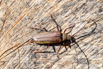 Beetle bark beetle. Imago of an insect. Beetle with long antenna