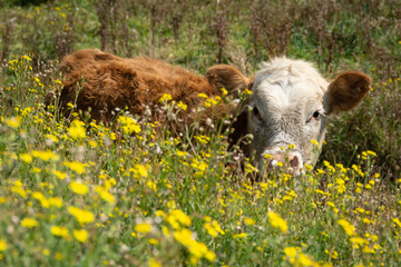 Curious hereford cow seeing over the flowers