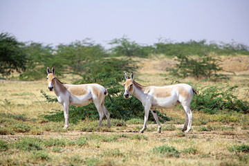 Obraz na płótnie Canvas Wild Ass (Equus africanus) is a wild member of the horse family, at Little Rann of Kuchch, Gujrat, India