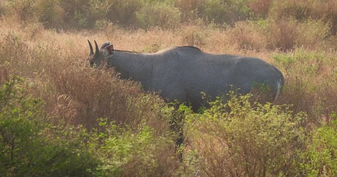 Adult blue bull or nilgai is an asian antelope walking in the forest. Two baby blue bulls graze nearby. Ranthambore National park, Rajasthan, India
