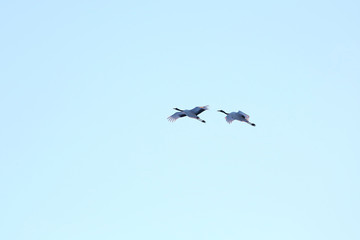 タンチョウヅル