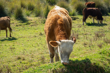 Hereford cow feeding in the field