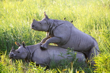 One Horned Indian Rhino, (Rhinoceros unicornis) Mating at Kaziranga National Park, Assam, India
