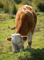 Hereford cow feeding in the field in an autumn morning