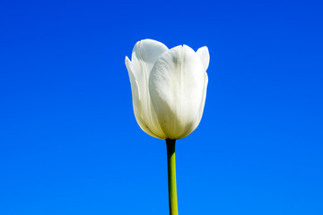 Better tulip flowers against the blue sky. A flower bed with tul
