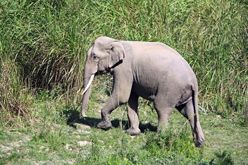 A Male Wild Elephant (Elephas maximus) at Kaziranga National Park, Assam, India