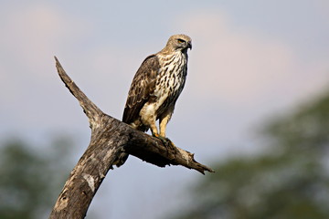 Changeable Hawk-Eagle (Spizaetus cirrhatus), at Kaziranga National Park, Assam, India