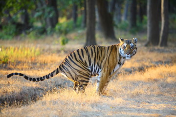 Obraz na płótnie Canvas A Tigress (Panthera tigris)from Kanha National Pakr, Madhya Predesh India 