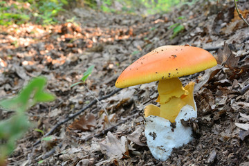 Nice, fully developed Amanita caesarea