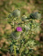 Thistle cocoon and thistle flower in autumn