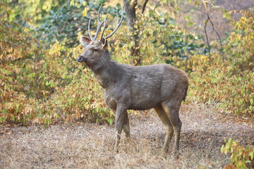 Sambar Deer (Cervus unicolor ) from Kanha National Pakr, Madhya Predesh India 