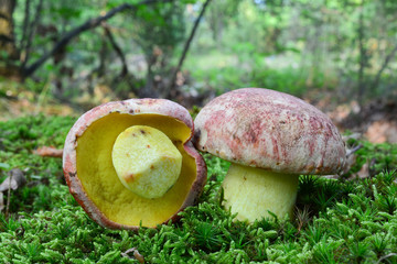  Royal bolete or Red-capped butter bolete in a moss