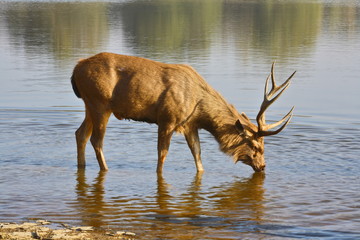 Sambar Deer (Cervus unicolor ) drinking water from Ranathambhore National Pakr, Rajasthan India 