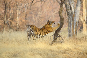 A Tigr (Panthera tigris) streching itself on the tree from Ranathambhore National Pakr, Rajasthan India 